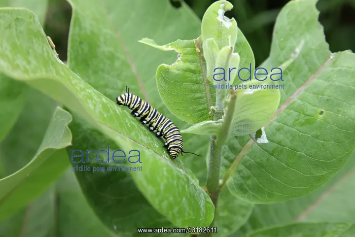 : Monarch caterpillar : Monarch caterpillar