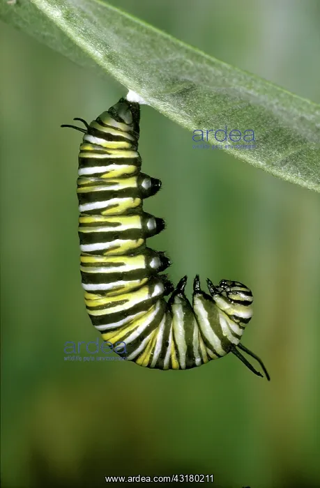 : Monarch Caterpillar beginning to pupate : Monarch Caterpillar beginning to pupate