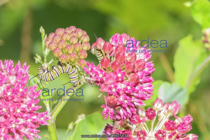 : Monarch caterpillar on purple milkweed : Monarch caterpillar on purple milkweed
