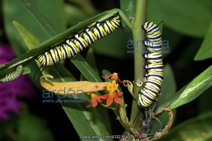: Monarch caterpillars on milkweed : Monarch caterpillars on milkweed