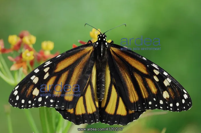 : Monarch (Danaus plexippus), adult feeding on Mexican : Monarch (Danaus plexippus), adult feeding on Mexican