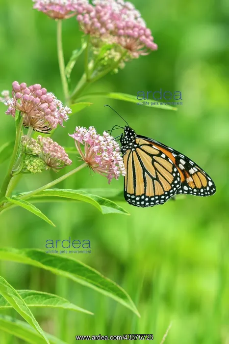 : Monarch (Danaus plexippus) on Swamp Milkweed (Asclepias : Monarch (Danaus plexippus) on Swamp Milkweed (Asclepias