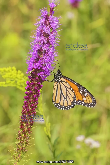 : Monarch on prairie blazing star, Rock Cave Nature Preserve : Monarch on prairie blazing star, Rock Cave Nature Preserve