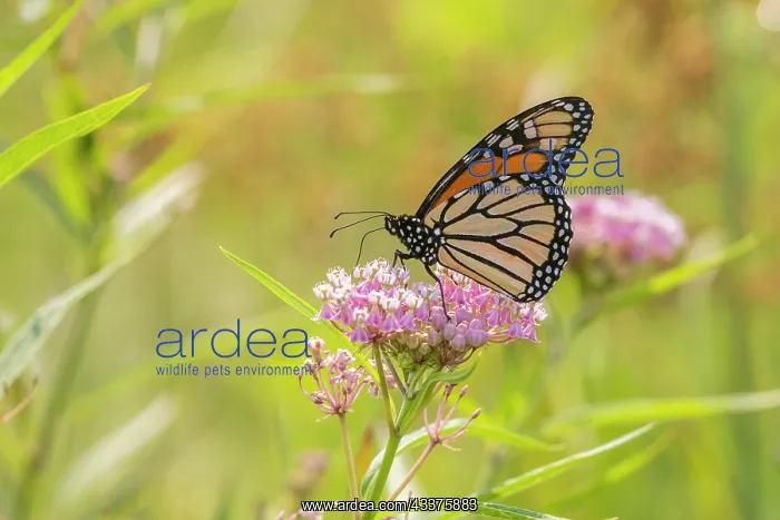 : Monarch on swamp milkweed : Monarch on swamp milkweed