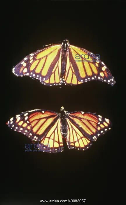 : Monarch and Viceroy : Monarch and Viceroy