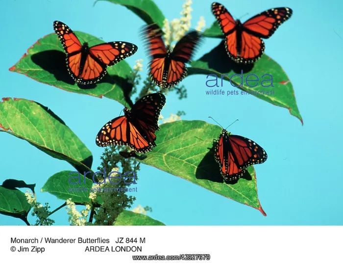 : Monarch / Wanderer Butterflies : Monarch / Wanderer Butterflies