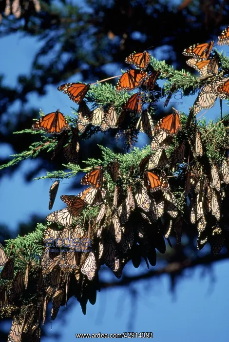 : Monarch / Wanderer / Milkweed Butterfly - wintering : Monarch / Wanderer / Milkweed Butterfly - wintering