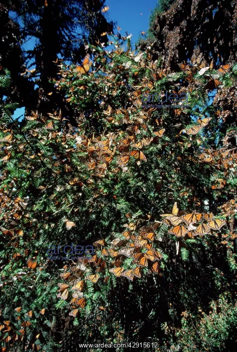: Monarch / Wanderer / Milkweed Butterfly - wintering : Monarch / Wanderer / Milkweed Butterfly - wintering