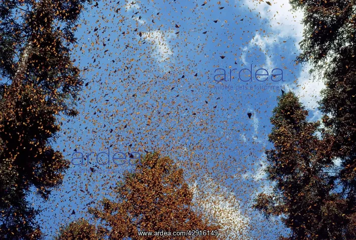 : Monarch / Wanderer / Milkweed Butterfly - wintering : Monarch / Wanderer / Milkweed Butterfly - wintering