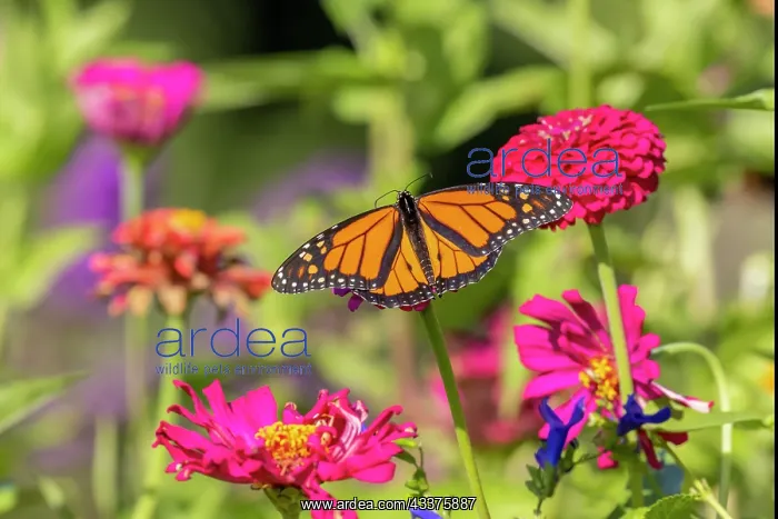: Monarch on zinnia : Monarch on zinnia