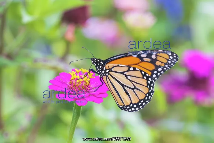 : Monarch on zinnia, Marion County, Illinois : Monarch on zinnia, Marion County, Illinois