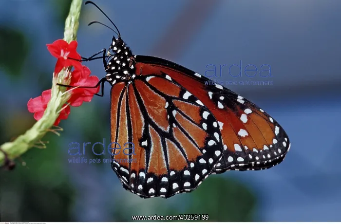 : Monarchfalter, Danaus eresimus, Brasilien, -Tropic : Monarchfalter, Danaus eresimus, Brasilien, -Tropic