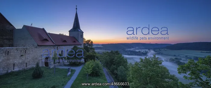 : Monastery church Zscheiplitz at sunrise, morning fog in the : Monastery church Zscheiplitz at sunrise, morning fog in the