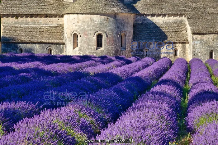 : Monastery, Cistercian Abbey Abbaye Notre-Dame de : Monastery, Cistercian Abbey Abbaye Notre-Dame de