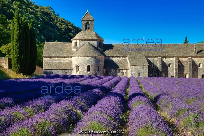 : Monastery, Cistercian Abbey Abbaye Notre-Dame de : Monastery, Cistercian Abbey Abbaye Notre-Dame de