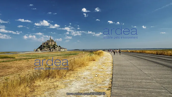 : The monastery of Mont Saint-Michel in the distance under a clear sky and slightly cloudy : The monastery of Mont Saint-Michel in the distance under a clear sky and slightly cloudy