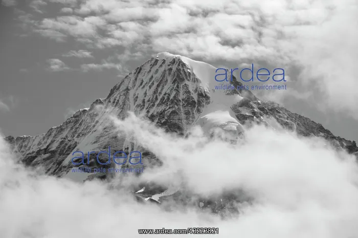 : Monch (4, 107 m) rising above clouds, Bernese : Monch (4, 107 m) rising above clouds, Bernese