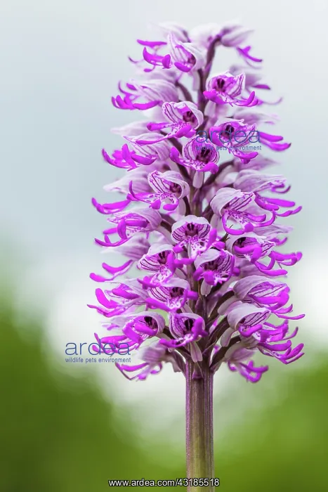 : Monckey Orchid : Monckey Orchid