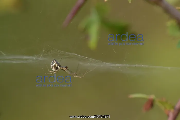 : Money Spider : Money Spider