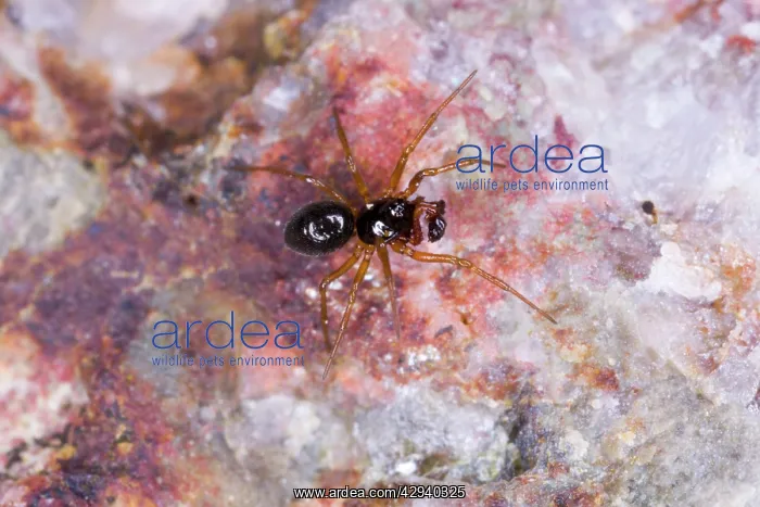 : Money spider - male with large palps : Money spider - male with large palps
