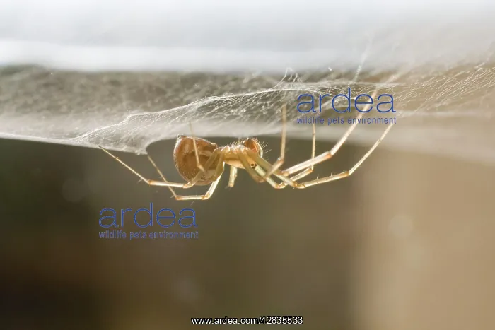 : Money Spider - on web on pane of glass : Money Spider - on web on pane of glass