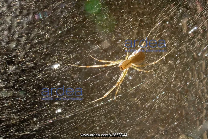 : Money Spider - on web on pane of glass : Money Spider - on web on pane of glass