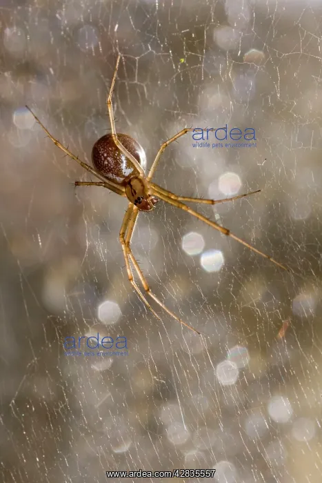  : Money Spider - on web on pane of glass