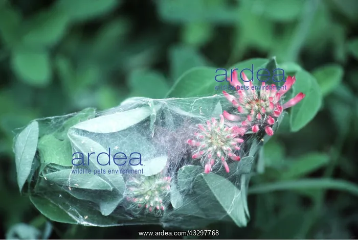 : MONEY SPIDERS IN WEB : MONEY SPIDERS IN WEB