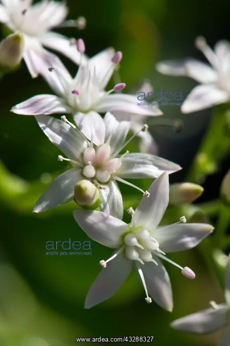 : Money tree, jade tree, lucky tree, Crassula ovata, white flo : Money tree, jade tree, lucky tree, Crassula ovata, white flo