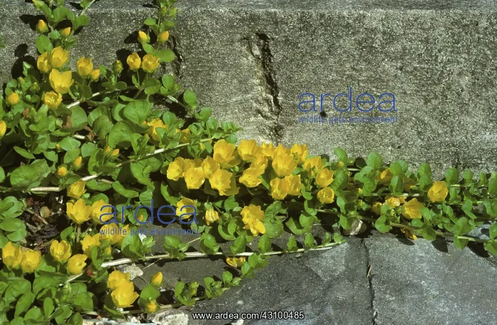  : Moneywort (Lysimachia nummularia)