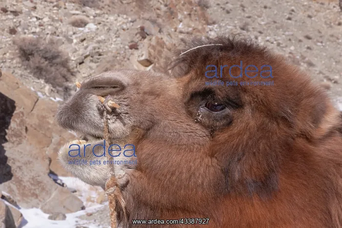 : MONGOL AND CAMEL : MONGOL AND CAMEL