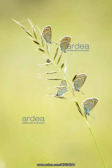 : Mongolia Blues (Plebejus mongolica) on spikelets : Mongolia Blues (Plebejus mongolica) on spikelets