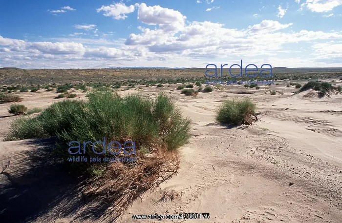 : MONGOLIA - Gobi Desert at Tugregiin Shiree : MONGOLIA - Gobi Desert at Tugregiin Shiree