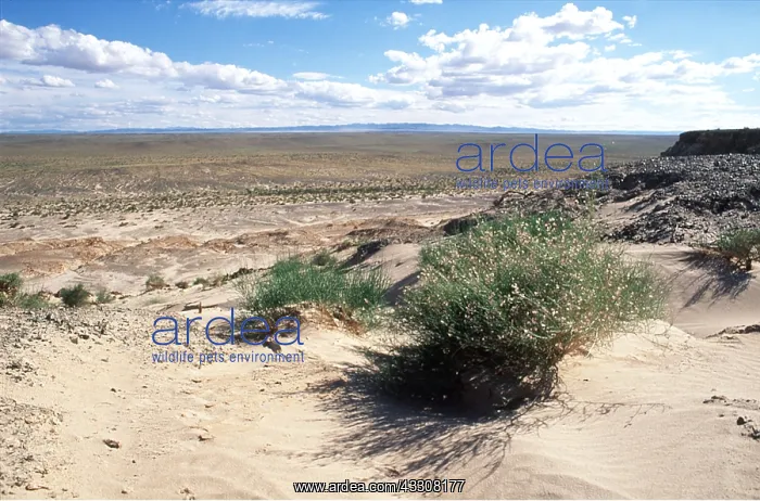 : MONGOLIA - Gobi Desert at Tugregiin Shiree : MONGOLIA - Gobi Desert at Tugregiin Shiree
