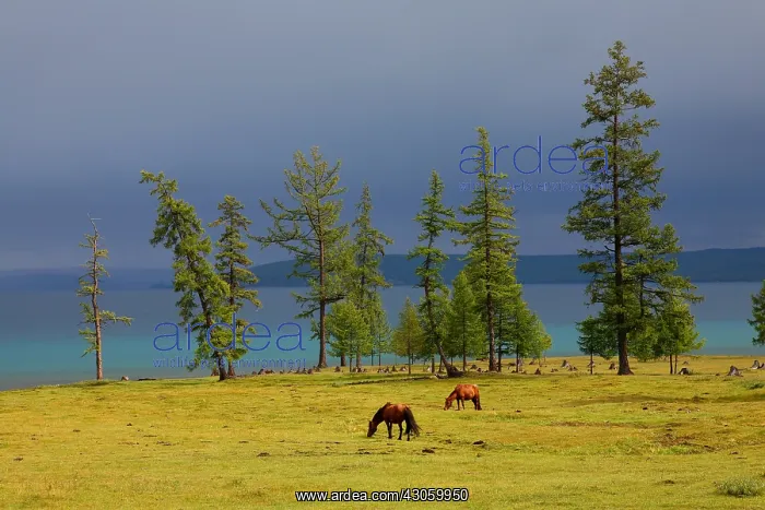 : Mongolia Horses grazing near a lake : Mongolia Horses grazing near a lake