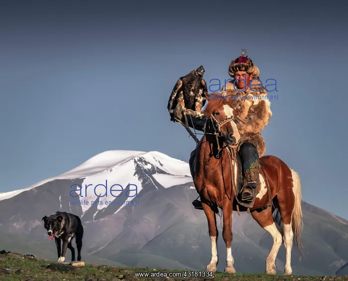 : Mongolian eagle hunter, Kazakh on horseback with : Mongolian eagle hunter, Kazakh on horseback with