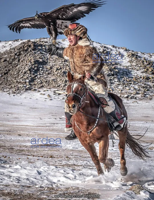 : Mongolian eagle hunter, Kazakh rides horse with : Mongolian eagle hunter, Kazakh rides horse with