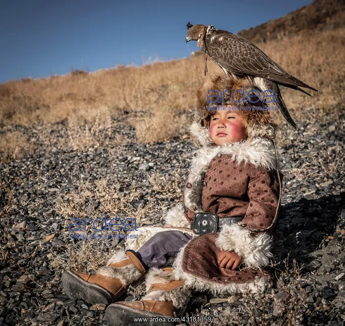: Mongolian falcon hunter, little boy posing with : Mongolian falcon hunter, little boy posing with