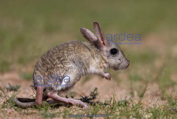 : Mongolian five-toed jerboa or Siberian jerboa : Mongolian five-toed jerboa or Siberian jerboa