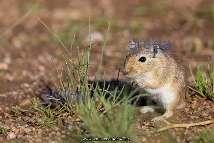 : Mongolian Gerbil : Mongolian Gerbil