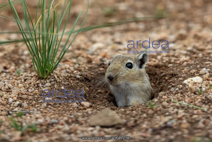: Mongolian Gerbil : Mongolian Gerbil