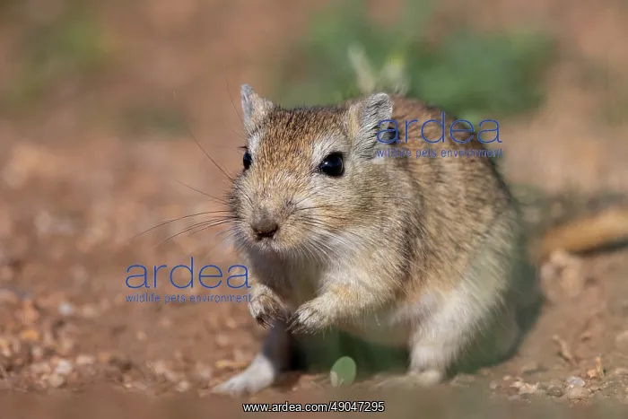 : Mongolian Gerbil : Mongolian Gerbil