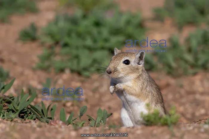 : Mongolian Gerbil : Mongolian Gerbil