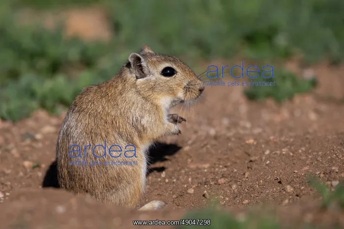 : Mongolian Gerbil : Mongolian Gerbil