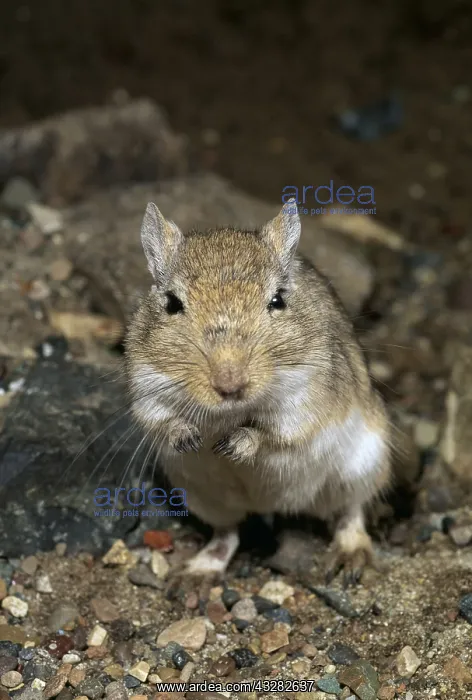 : MONGOLIAN GERBIL - Colonial rodents grooming & : MONGOLIAN GERBIL - Colonial rodents grooming &