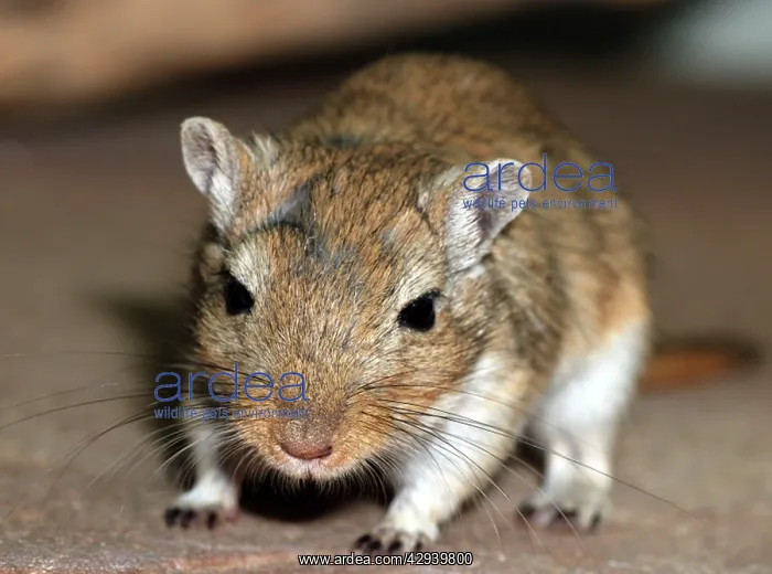 : Mongolian Gerbil - juvenile : Mongolian Gerbil - juvenile
