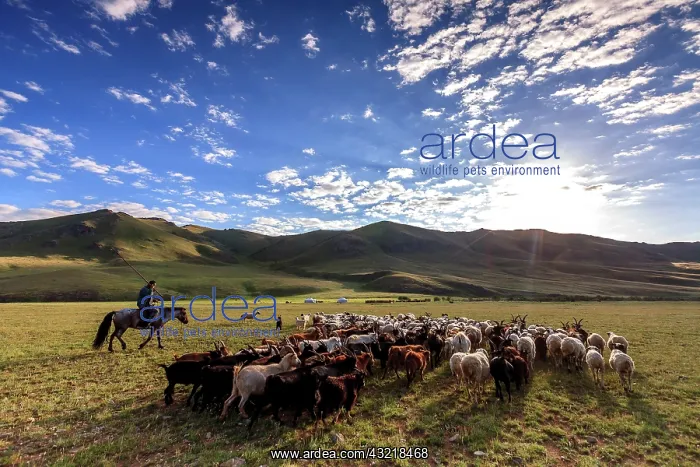 : Mongolian guiding his flock of goats - Mongolia Arkhangai : Mongolian guiding his flock of goats - Mongolia Arkhangai