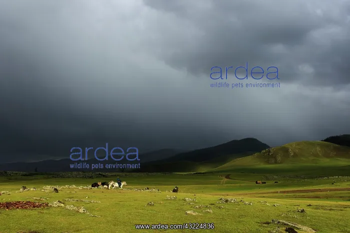 : Mongolian horseman in the desert under a stormy sky-Mongolia : Mongolian horseman in the desert under a stormy sky-Mongolia