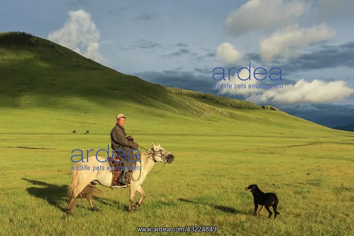 : Mongolian horseman and dog in the steppe - Mongolia : Mongolian horseman and dog in the steppe - Mongolia