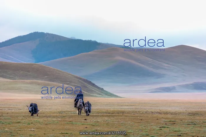 : Mongolian horseman and Dzos in the steppe - Mongolia Arkhang : Mongolian horseman and Dzos in the steppe - Mongolia Arkhang